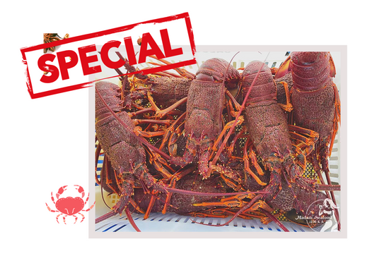 Live Southern Rock Lobster【BIG SALE】