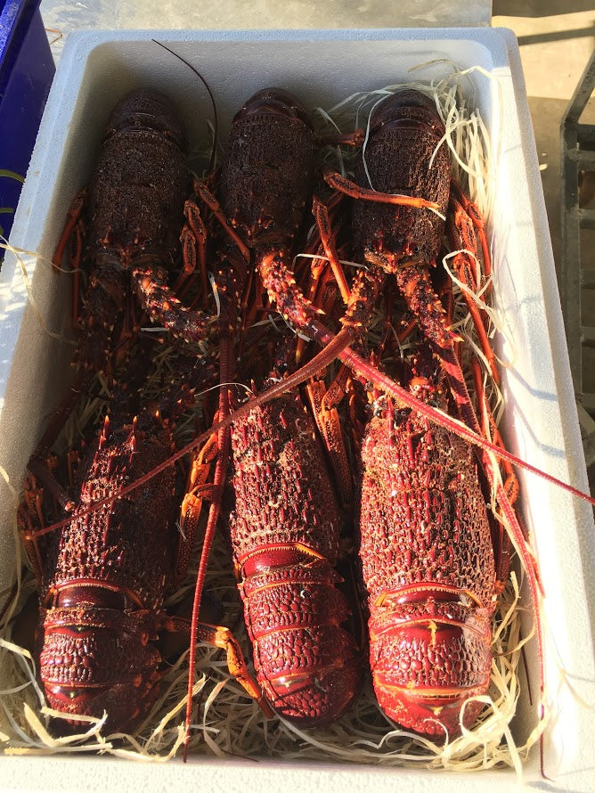 Live Southern Rock Lobster【BIG SALE】