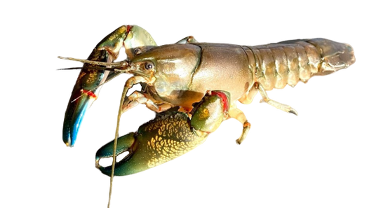 【SALE】Live Wild Caught Australian Yabbies
