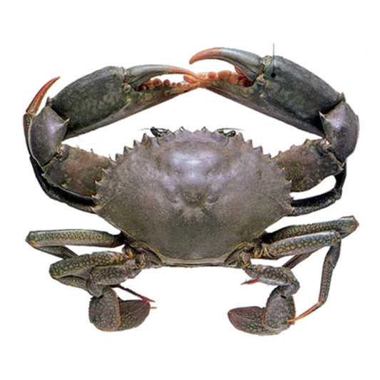 Live Male Darwin Mud Crab