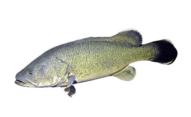 Fresh Live Murray Cod