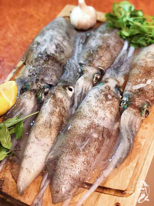 Frozen SA Southern Calamari (whole)