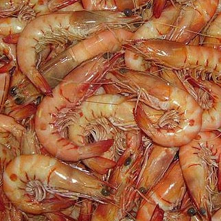 South Australian King Prawn (X-Large U10) (cooked)