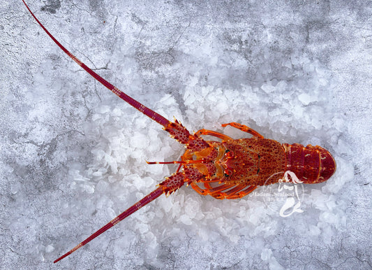 Live Southern Rock Lobster【BIG SALE】
