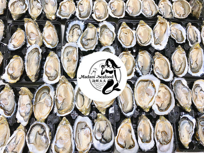 Fresh SA Pacific Oysters (Medium/Std) (Open)