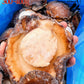 【SALE】Wild Caught Blacklip Abalone MEAT (frozen)