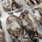 Frozen SA Squid (whole) (mixed size)
