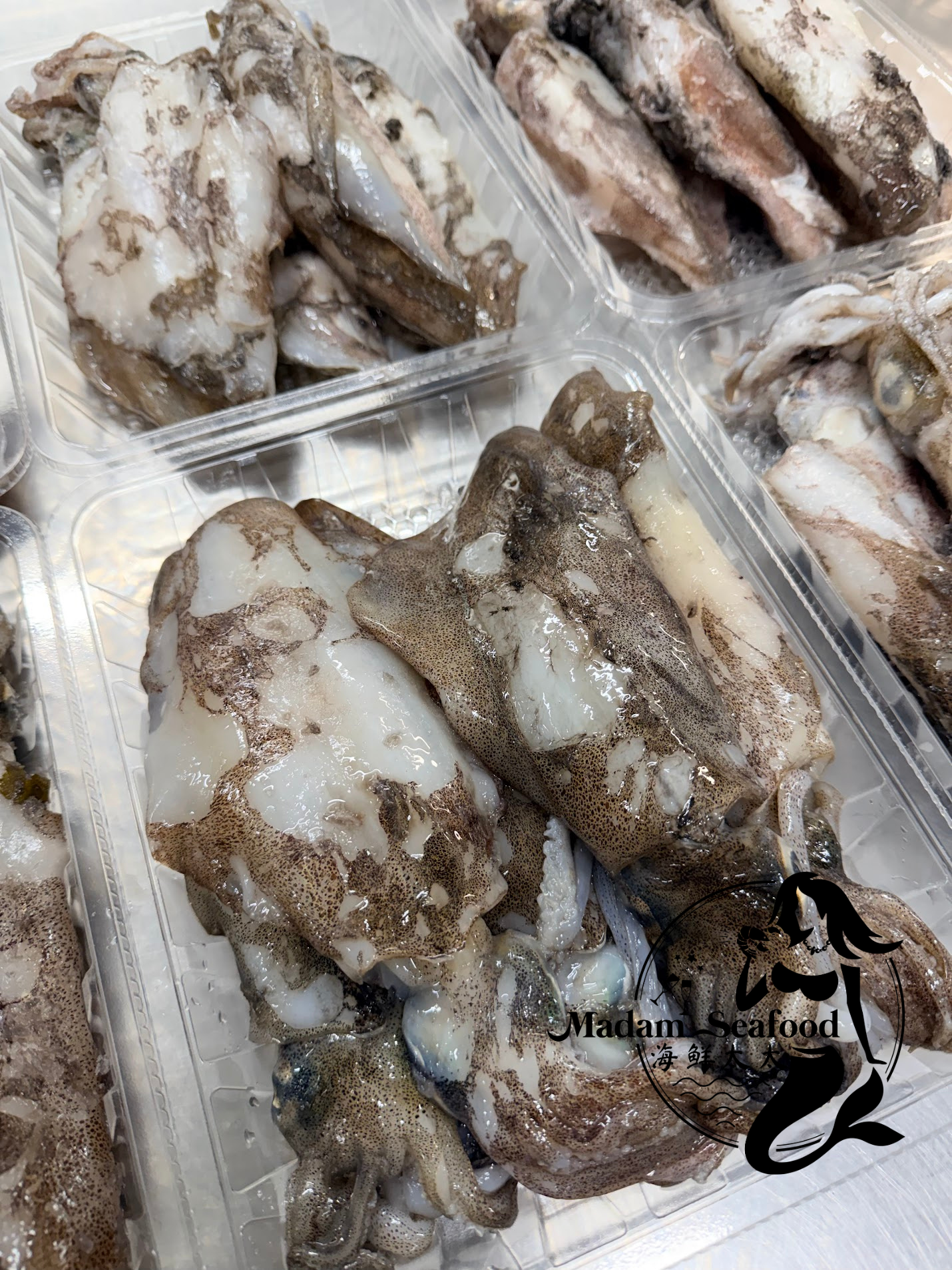 Frozen SA Squid (whole) (mixed size)