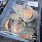 Yumbah Baby Greelip Abalone (frozen)