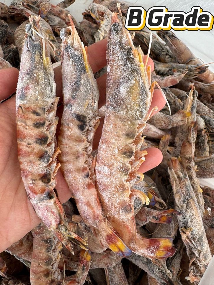 【B Grade Sale】Japonica Tiger Prawn (Raw) (frozen)