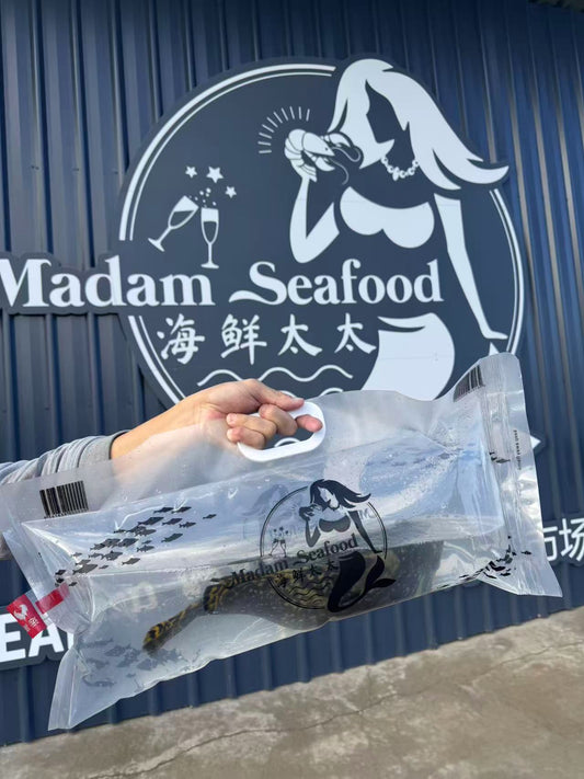 Live Queensland Grouper