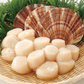 Hokkaido 2S Scallop (MEAT) (frozen)