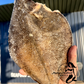 Wild Caught Jumbo Flounder – Head Off, Cleaned (Frozen)