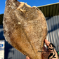 Wild Caught Jumbo Flounder – Head Off, Cleaned (Frozen)
