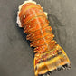 Brazilian Lobster Tail (Frozen)