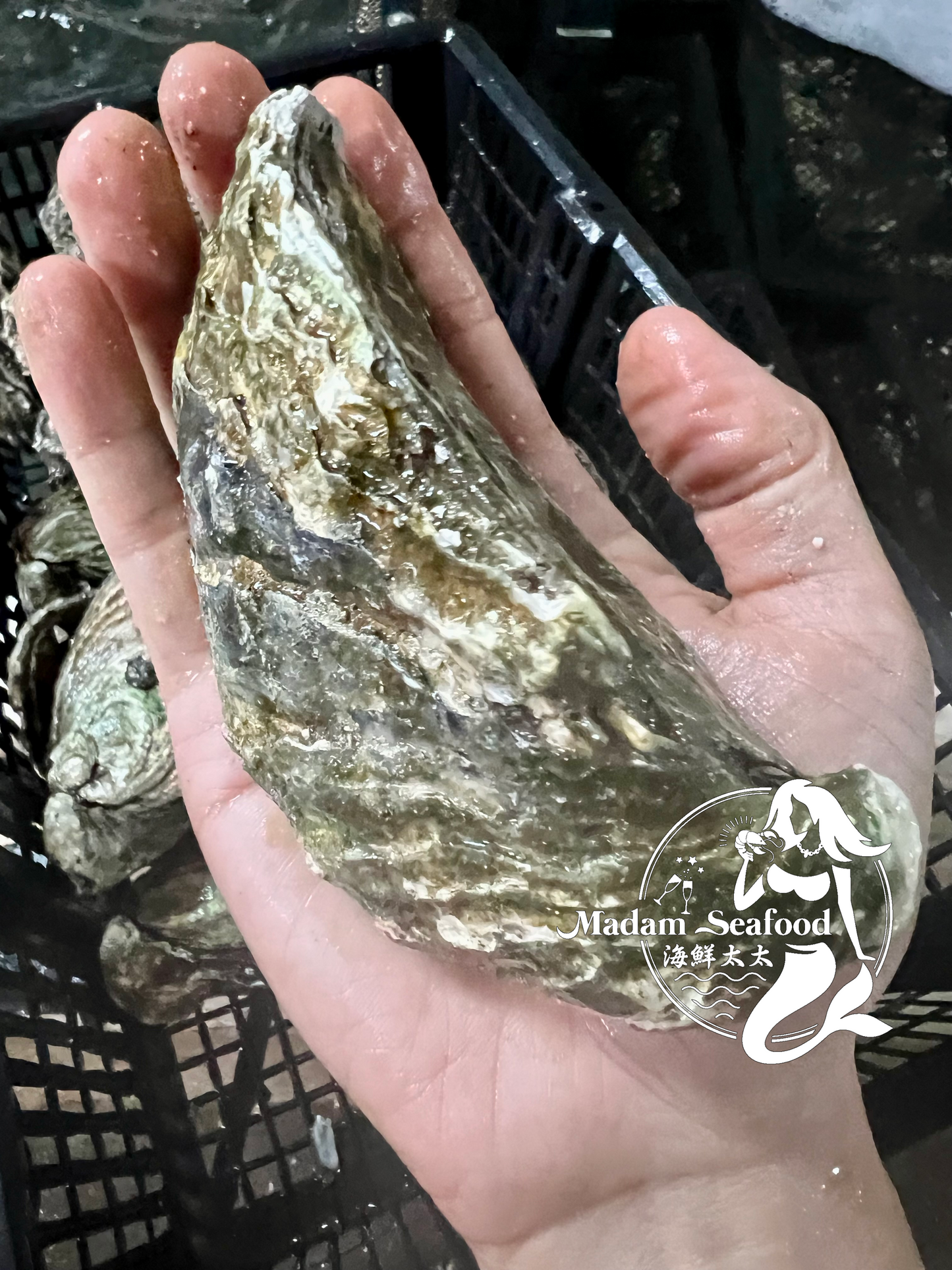 Live SA Pacific Oysters (Jumbo) (Closed)