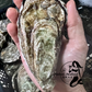 Live SA Pacific Oysters (Jumbo) (Closed)