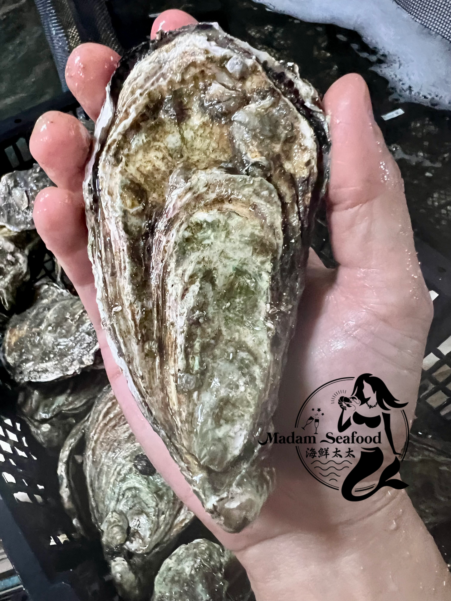 Live SA Pacific Oysters (Jumbo) (Closed)
