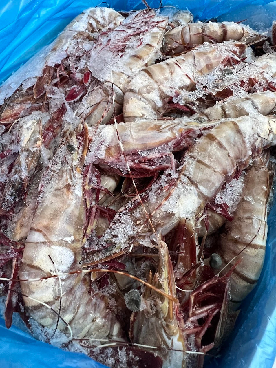 Australian Wild Caught Tiger Prawn (Large) (Raw) (Frozen)