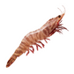 Australian Wild Caught Tiger Prawn (Large) (Raw) (Frozen)