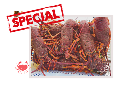 Live Southern Rock Lobster (700g-800g)【MEGA SALE】