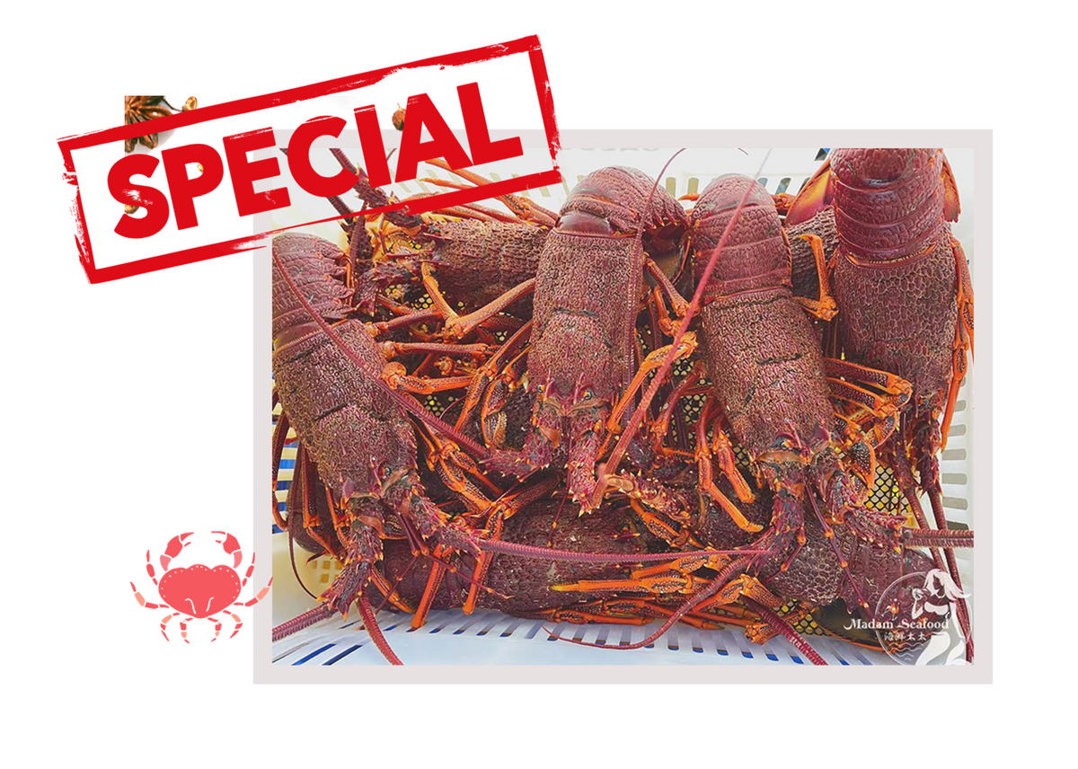 Live Southern Rock Lobster【BIG SALE】