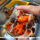 Live Female Mud Crab