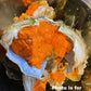 Live Female Mud Crab