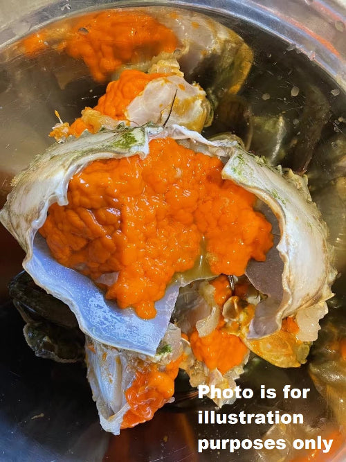 Live Female Mud Crab