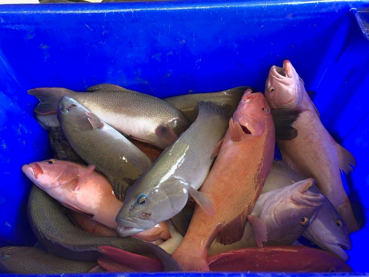Live Great Barrier Reef Coral Trout