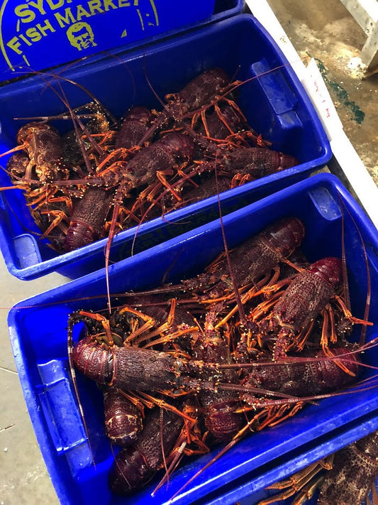 Live Southern Rock Lobster (1.0-1.2kg)【BIG SALE】