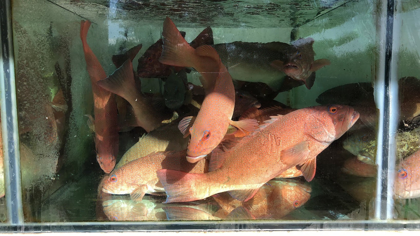 Live Great Barrier Reef Coral Trout