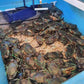Live Female Mud Crab