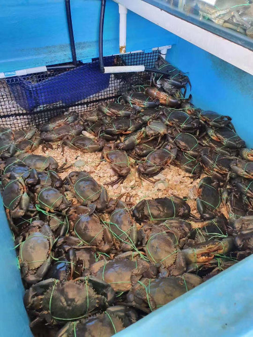 Live Female Mud Crab