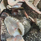 [SALE] Fresh Queensland Grouper