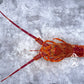 Live Southern Rock Lobster (700g-800g)【MEGA SALE】