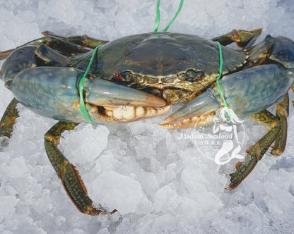Live Male Darwin Mud Crab