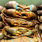 Live Male Darwin Mud Crab