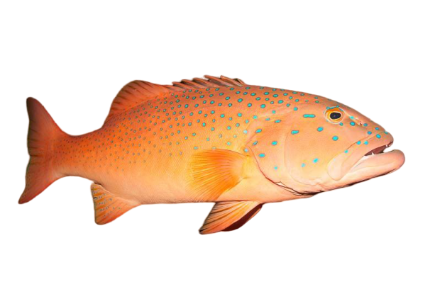 Live Great Barrier Reef Coral Trout
