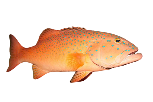 Live Great Barrier Reef Coral Trout