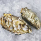 Fresh SA Pacific Oysters (Medium/Std) (Open)