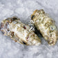 Live SA Pacific Oysters (Medium) (closed)