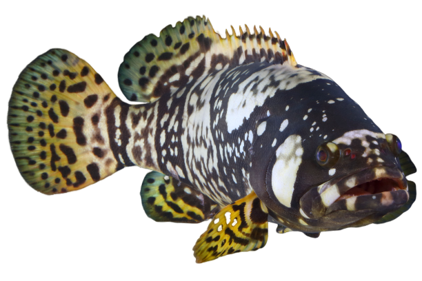 [SALE] Fresh Queensland Grouper