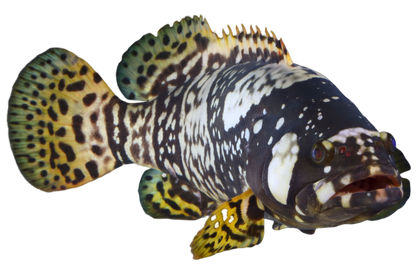 [SALE] Fresh Queensland Grouper